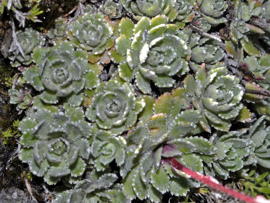 Saxifraga paniculata